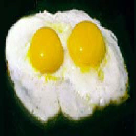 111 EGG RECIPES E BOOK