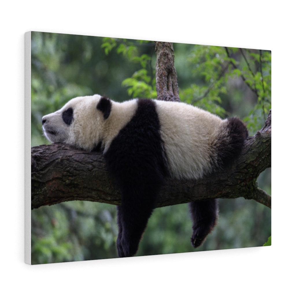 Panda bear sleeping Canvas Gallery Wraps