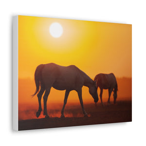 Horses at sunset Canvas Gallery Wraps