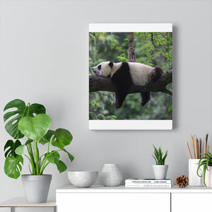 Panda bear sleeping Canvas Gallery Wraps